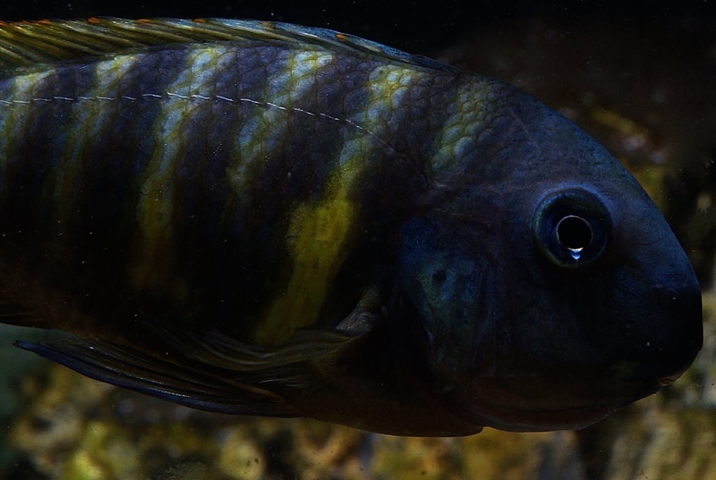 Tropheus sp. 'kipili' Ulwile Island